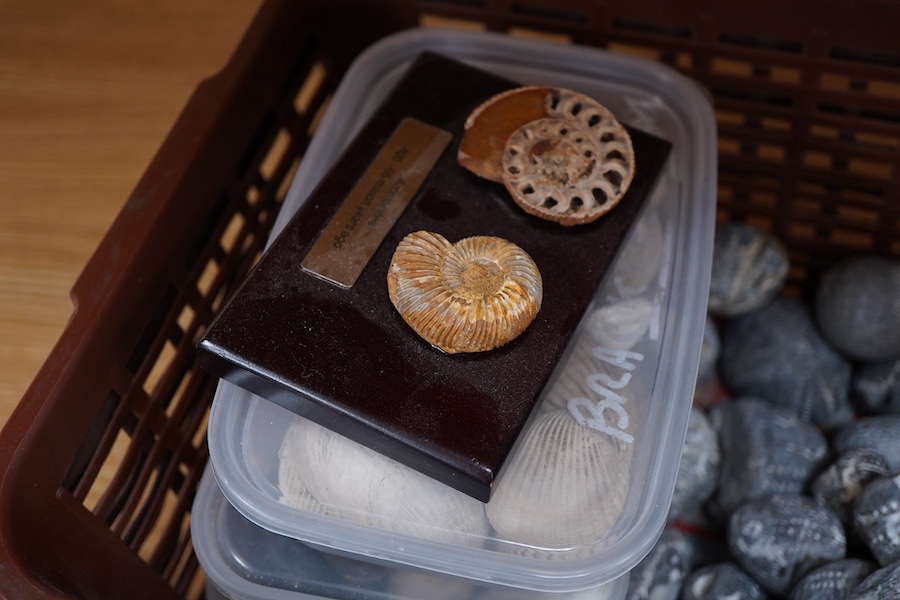 A collection of fossils, etc., including; echinoids, ammonites, fossilised tree fern sample, shells, grypia, a large bone, two large ammonites prepared on one matrix, etc.